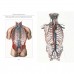 Атлас анатомии человека. Подарочная книга в эксклюзивном кожаном переплете в футляре